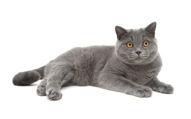 Wall Mural - gray cat (breed scottish-straight, age 8,0 months) on a white ba