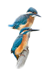 Kingfishers On Wnite Background
