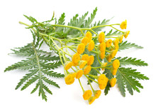 Tansy Flowers Isolated.