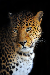 Wall Mural - leopard