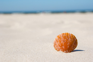 Wall Mural - shell on the beach