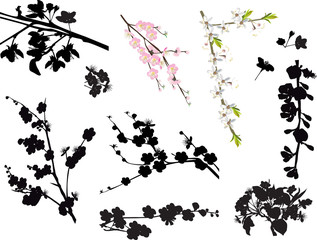 Wall Mural - set of blossom sakura branches