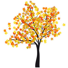 autumn maple tree