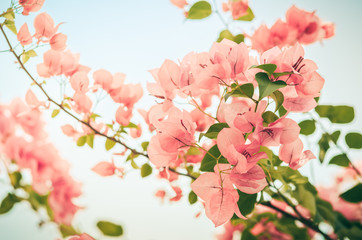 Wall Mural - Paper flowers or Bougainvillea vintage