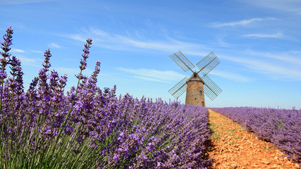 Wall Mural - France - Valensole - Lavandes