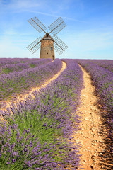 Wall Mural - France - Valensole - Lavandes