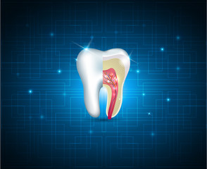 Poster - Teeth cross section beautiful illustration