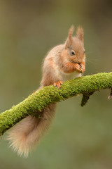 Wall Mural - red squirrel feeding