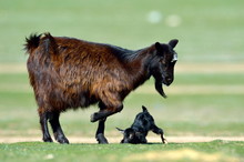 Little New Born Baby Goat On Field In Spring