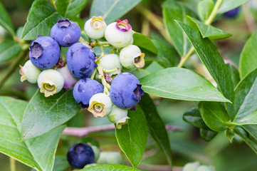 Wall Mural - Blueberries ripening on the bush