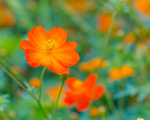orange cosmos flower.