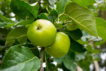 Wall Mural - Fresh ripe green apples on tree