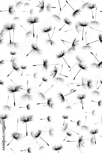 Naklejka dekoracyjna black dandelion seeds seamless background