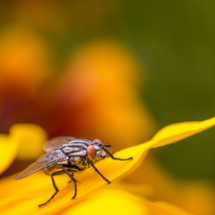 Insect fly macro on yellow leaf