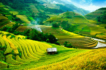 Rice Fields On Terraces In Vietnam