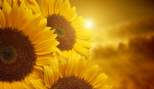 Tuscany Sunflowers