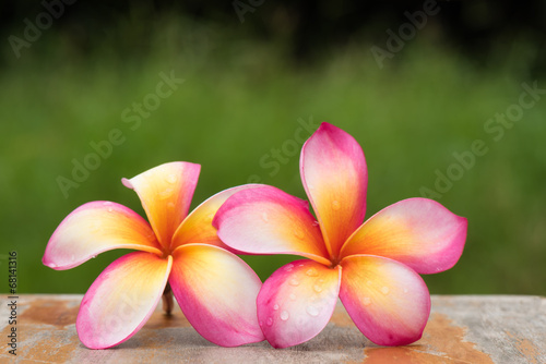 Naklejka - mata magnetyczna na lodówkę Frangipani flowers