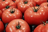 Fototapeta Kuchnia - fresh red tomato