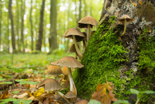 Many Mushroom In Autumn Forest