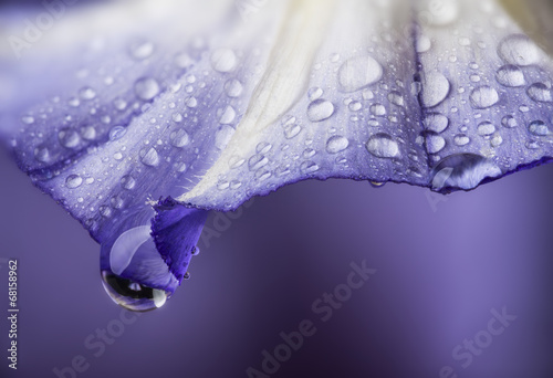 dewy flower