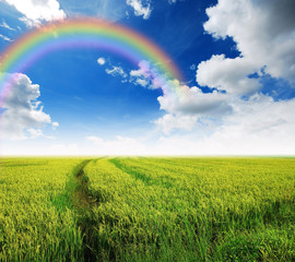 green grass blue sky cloud cloudy landscape background