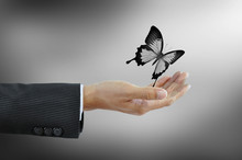 Hand Releaasing A Butterfly  - Business Abstract