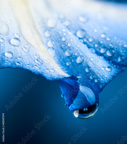 flower petal with drops