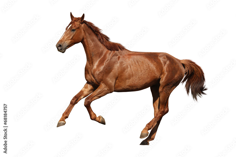 Brown horse cantering free isolated on white - obrazy, fototapety, plakaty 