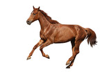 Fototapeta Konie - Brown horse cantering free isolated on white