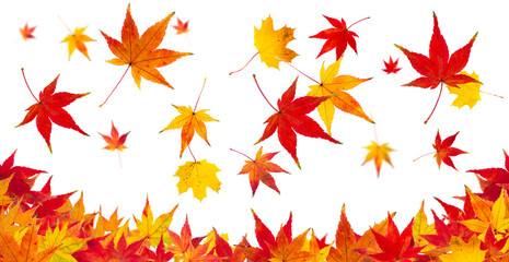 Wall Mural - herbstblätter vor weißem hintergrund