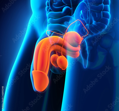 Naklejka - mata magnetyczna na lodówkę Male Reproductive System