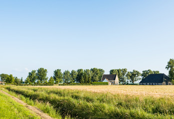 Canvas Print - Ripening corn and an historic farm