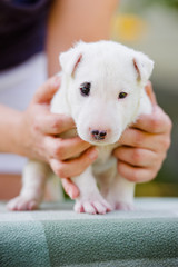 Sticker - adorable bull terrier puppy held in hands