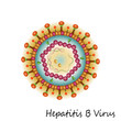 Hepatitis B virus particle structure