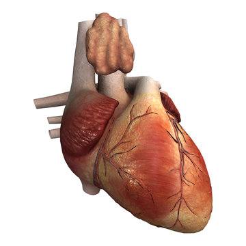 Human Heart