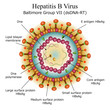 Diagram of Hepatitis B virus particle structure