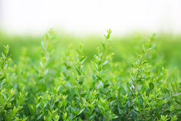 Canvas Print - Beautiful green bush close up