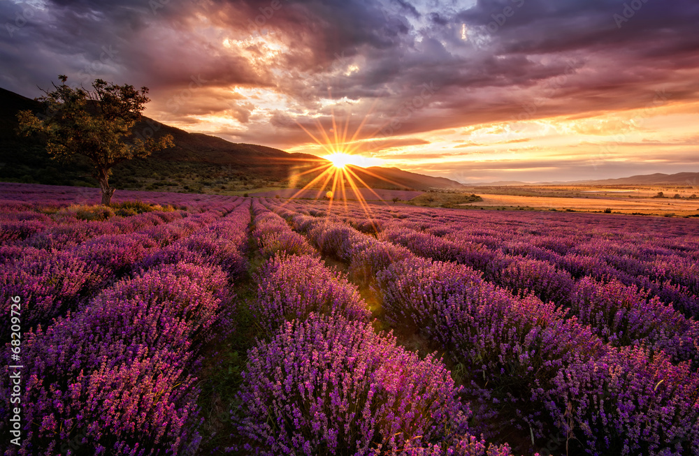 Stunning landscape with lavender field at sunrise - obrazy, fototapety, plakaty 
