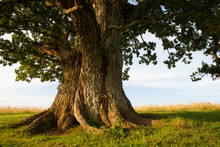Stem Of Grand Oak In Urvaste, Estonia