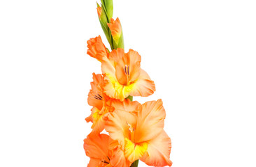 Canvas Print - gladiolus isolated