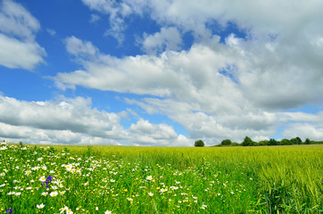 Wall Mural - flowers and field