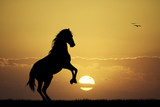 Fototapeta Konie - galloping horse