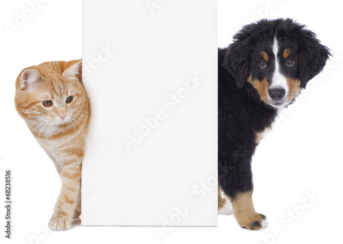 Fototapeta na wymiar Hund und Katze neben weißem Plakat