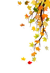 Wall Mural - Branch with autumn maple leaves, vector illustration.