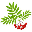 Rowan berries with green leaves