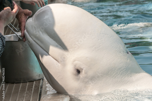 Fotografie, Tablou Beluga whale (Delphinapterus leucas)