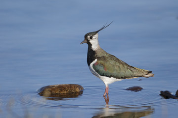 Wall Mural - Northern lapwing, Vanellus vanellus