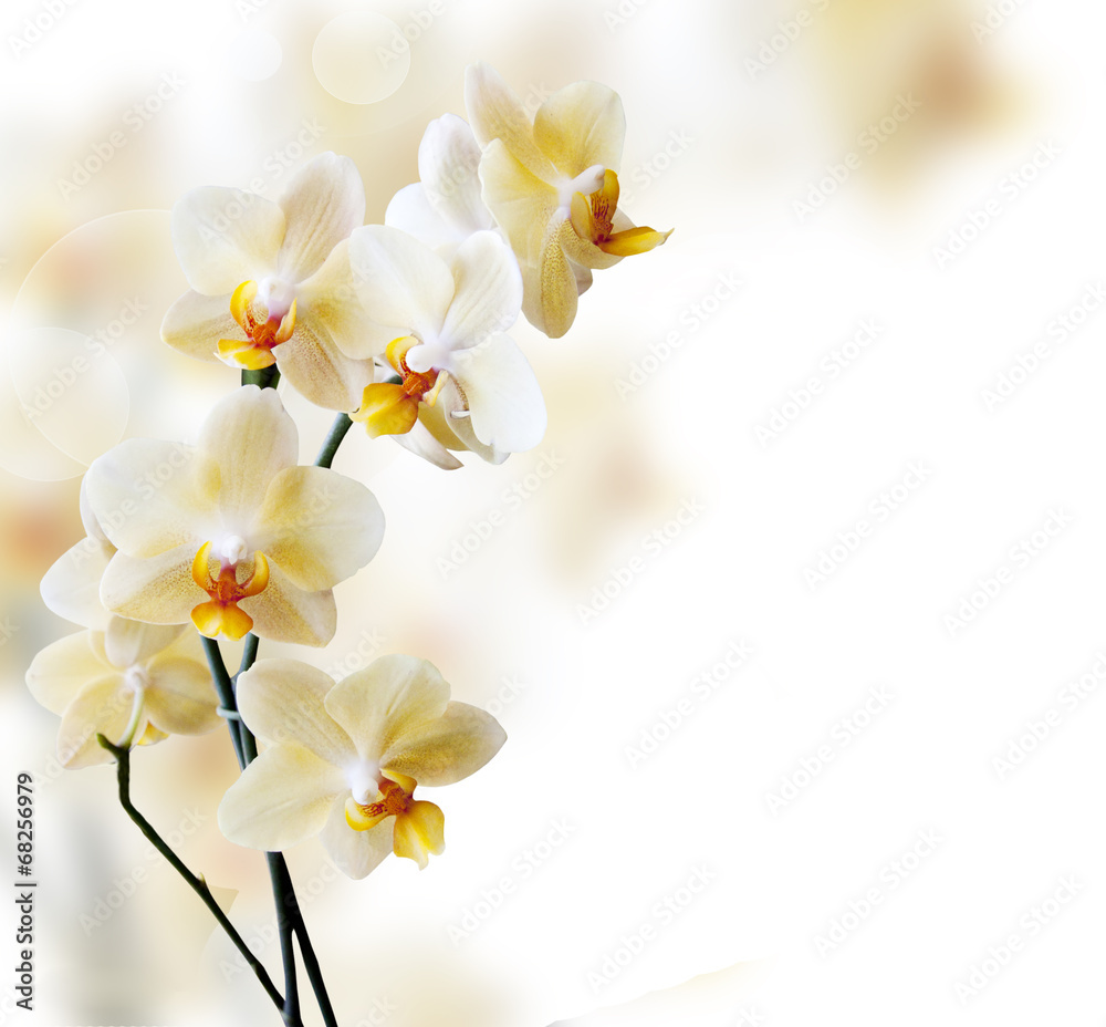 Beautiful white orchid - obrazy, fototapety, plakaty 