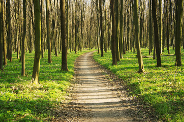 Fototapeta forest without leaves in early spring