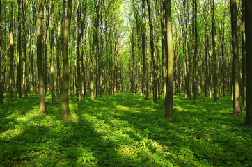 Fototapeta forest in spring